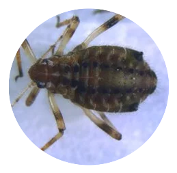 eitjes buxusmot buxusrups