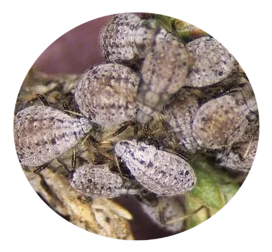 geel buxusmot en buxusrups bestrijding