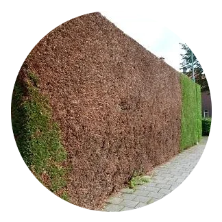 geel buxusmot en buxusrups bestrijding